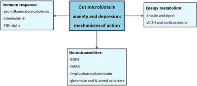 Gut microbiota in anxiety and depression: Pathogenesis and therapeutics
